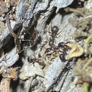 Papyrius sp. (genus) at Jerrabomberra, NSW - 30 Apr 2022