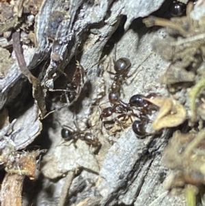 Papyrius sp. (genus) at Jerrabomberra, NSW - suppressed