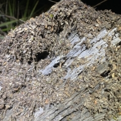 Papyrius sp. (genus) at Jerrabomberra, NSW - suppressed