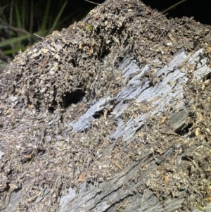 Papyrius sp. (genus) at Jerrabomberra, NSW - suppressed