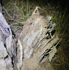 Papyrius sp. (genus) at Jerrabomberra, NSW - suppressed