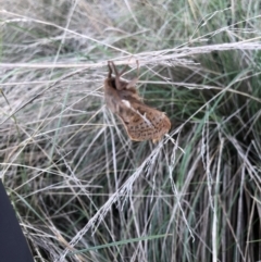 Oxycanus (genus) (Unidentified Oxycanus moths) at Lake George, NSW - 30 Apr 2022 by Denise