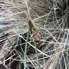 Oxycanus (genus) at Lake George, NSW - 30 Apr 2022