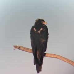 Aquila audax (Wedge-tailed Eagle) at Nanima, NSW - 1 May 2022 by Miko