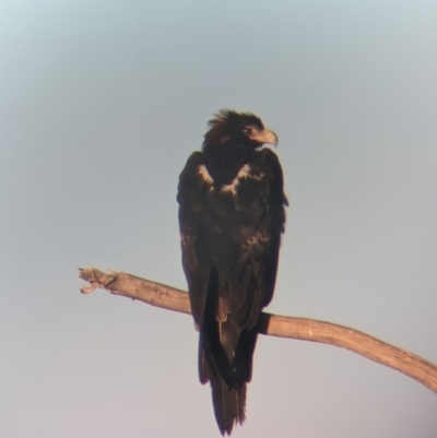 Aquila audax (Wedge-tailed Eagle) at Nanima, NSW - 30 Apr 2022 by Miko