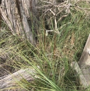 Gahnia radula at Rhyll, VIC - 15 Apr 2022