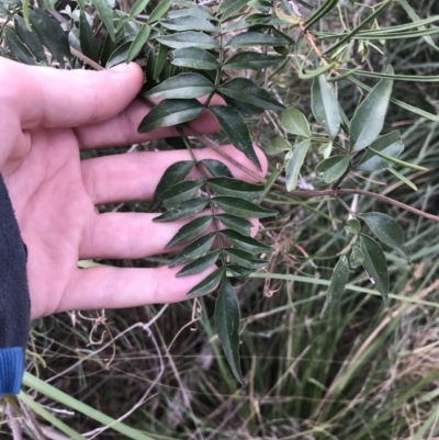 Pandorea pandorana (Wonga Wonga Vine) at Rhyll, VIC - 15 Apr 2022 by Tapirlord