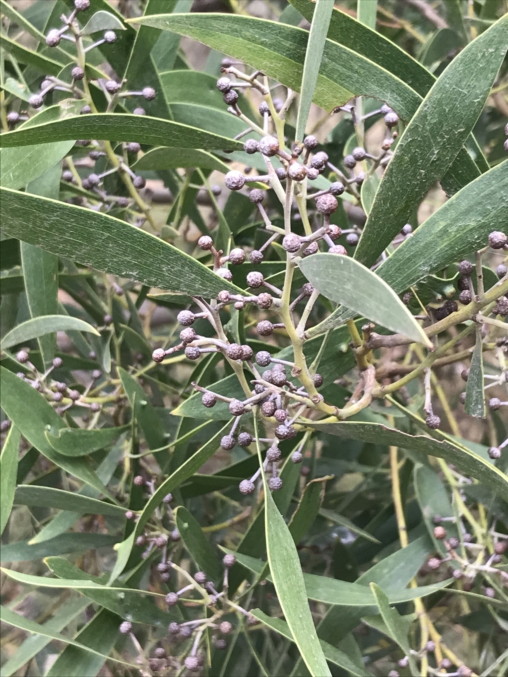 Acacia melanoxylon at Rhyll, VIC - 15 Apr 2022