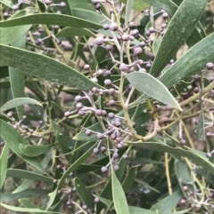 Acacia melanoxylon (Blackwood) at Rhyll, VIC - 15 Apr 2022 by Tapirlord