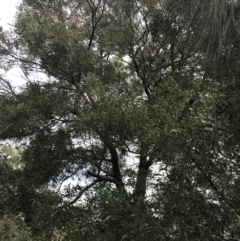 Acacia melanoxylon at Rhyll, VIC - 15 Apr 2022