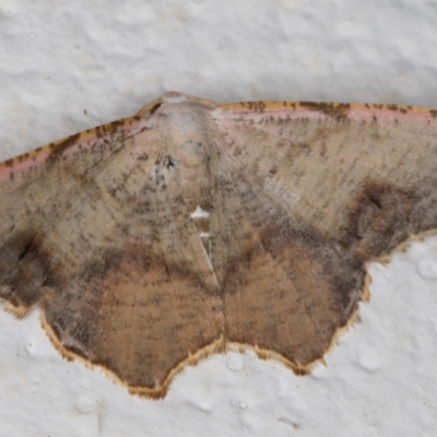 Epicompsa xanthocrossa (Pale Pink Geometrid) at Melba, ACT - 9 Apr 2022 by kasiaaus