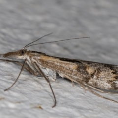 Hednota pedionoma (Pasture Webworm) at Melba, ACT - 10 Apr 2022 by kasiaaus