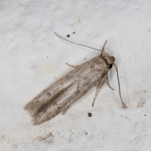 Blastobasis (genus) at Melba, ACT - 10 Apr 2022 12:28 AM