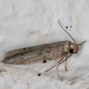 Blastobasis (genus) at Melba, ACT - 10 Apr 2022