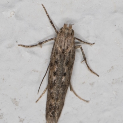 Gelechioidea (superfamily) (Unidentified Gelechioid moth) at Melba, ACT - 9 Apr 2022 by kasiaaus