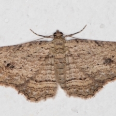 Xanthorhoe anaspila (Dark-patch Carpet) at Melba, ACT - 9 Apr 2022 by kasiaaus