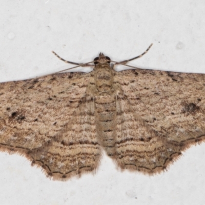 Xanthorhoe anaspila (Dark-patch Carpet) at Melba, ACT - 9 Apr 2022 by kasiaaus