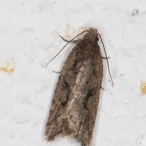 Epitymbia (genus) at Melba, ACT - 10 Apr 2022