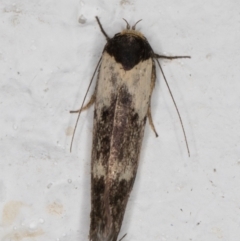 Palimmeces (genus) (a Philobota Group moth) at Melba, ACT - 9 Apr 2022 by kasiaaus