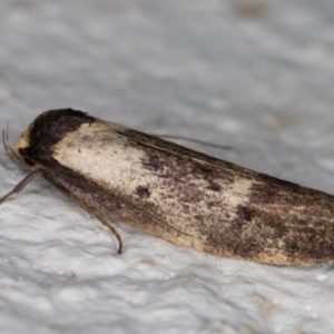 Palimmeces leucopelta at Melba, ACT - 10 Apr 2022