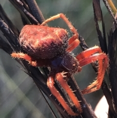 Unverified Spider at Cann River, VIC - 16 Apr 2022 by Tapirlord