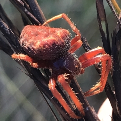 Unidentified Spider (Araneae) at Cann River, VIC - 16 Apr 2022 by Tapirlord