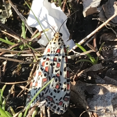 Utetheisa pulchelloides (Heliotrope Moth) at Mirboo North, VIC - 16 Apr 2022 by Tapirlord