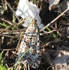 Utetheisa pulchelloides (TBC) at Mirboo North, VIC - 15 Apr 2022 by Tapirlord