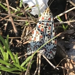 Utetheisa pulchelloides at Mirboo North, VIC - 16 Apr 2022 09:46 AM