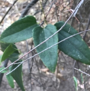 Clematis aristata at Rhyll, VIC - 15 Apr 2022 03:22 PM