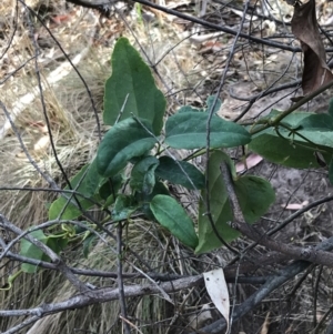 Clematis aristata at Rhyll, VIC - 15 Apr 2022
