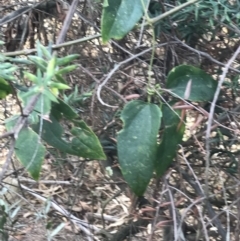 Clematis aristata at Rhyll, VIC - 15 Apr 2022 03:22 PM