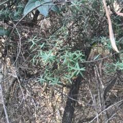 Monotoca elliptica (Tree Broom-heath) at Cowes, VIC - 15 Apr 2022 by Tapirlord