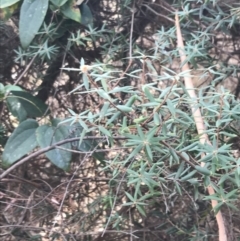 Monotoca elliptica at Cowes, VIC - 15 Apr 2022 03:22 PM