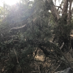 Monotoca elliptica at Cowes, VIC - 15 Apr 2022 03:22 PM