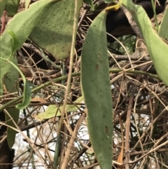 Muellerina eucalyptoides (Creeping Mistletoe) at Cowes, VIC - 15 Apr 2022 by Tapirlord