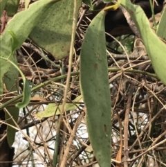 Unidentified Climber / Mistletoe (TBC) at Cowes, VIC - 15 Apr 2022 by Tapirlord