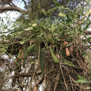 Muellerina eucalyptoides at Cowes, VIC - 15 Apr 2022 03:15 PM