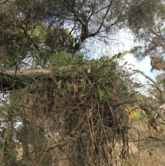 Muellerina eucalyptoides at Cowes, VIC - 15 Apr 2022 03:15 PM