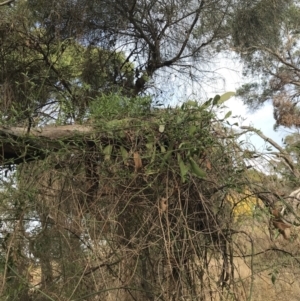 Muellerina eucalyptoides at Cowes, VIC - 15 Apr 2022