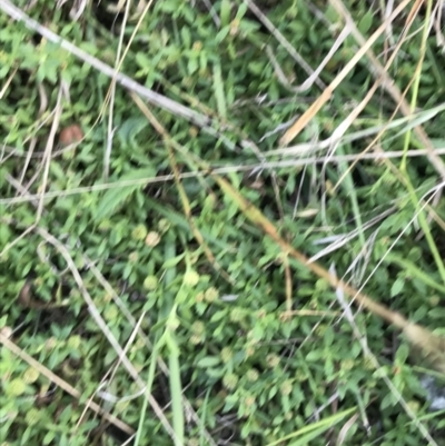 Centipeda minima subsp. minima (Spreading Sneezeweed) at Phillip Island Nature Park - 15 Apr 2022 by Tapirlord