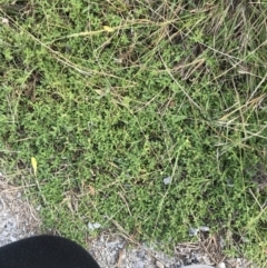 Centipeda minima subsp. minima at Rhyll, VIC - 15 Apr 2022 02:47 PM