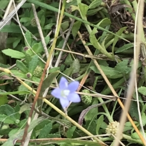 Wahlenbergia multicaulis at Rhyll, VIC - 15 Apr 2022