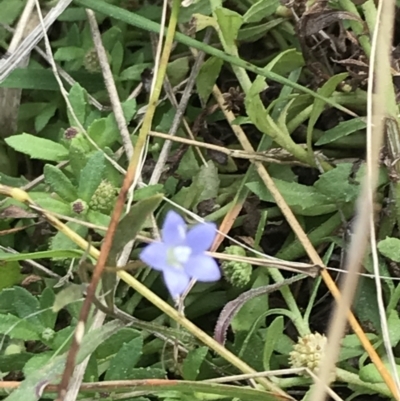 Wahlenbergia multicaulis (Tadgell's Bluebell) at Phillip Island Nature Park - 15 Apr 2022 by Tapirlord