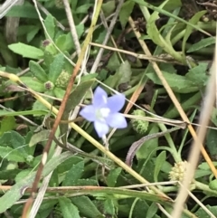 Wahlenbergia multicaulis at Rhyll, VIC - 15 Apr 2022