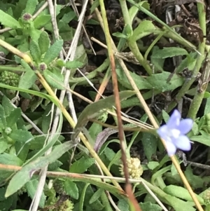 Wahlenbergia multicaulis at Rhyll, VIC - 15 Apr 2022