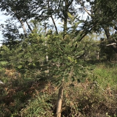 Acacia mearnsii (Black Wattle) at Phillip Island Nature Park - 15 Apr 2022 by Tapirlord