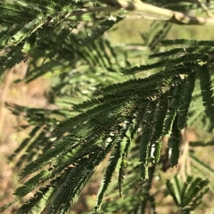 Acacia mearnsii at Rhyll, VIC - 15 Apr 2022