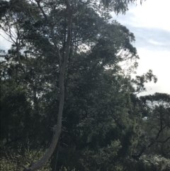 Acacia mearnsii at Rhyll, VIC - 15 Apr 2022