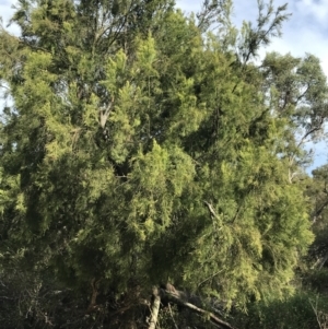 Exocarpos cupressiformis at Rhyll, VIC - 15 Apr 2022